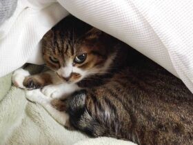 飼い主が急逝した苦労人の猫　ひとり部屋に残され…数日後に救出