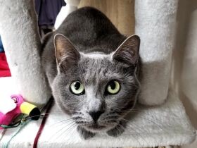 いつでも遊んであげるにゃ　キャットタワーでうきうきするMIX猫「あん」