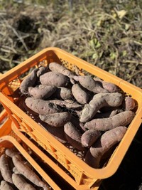 収穫された番田芋