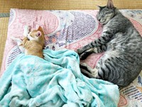 仲良くシンクロ寝する（左から）みやびちゃん、しまちゃん（画像提供：ふみさん）