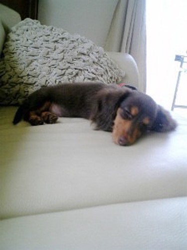 お気に入りの定位置のソファでうたた寝