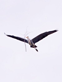 木の枝を浮かせているように見えるアオサギ（画像提供：しうぽーにゅさん）