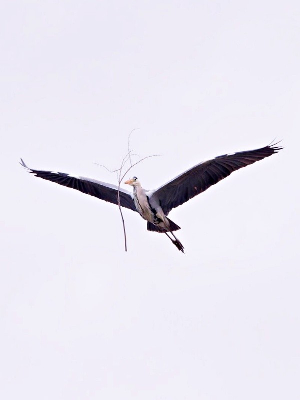 木の枝を浮かせているように見えるアオサギ（画像提供：しうぽーにゅさん）
