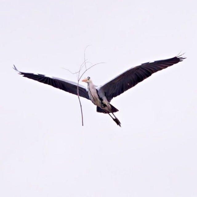 木の枝を浮かせているように見えるアオサギ（画像提供：しうぽーにゅさん）