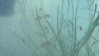 アマモに群れるメバル稚魚／提供：岡山県