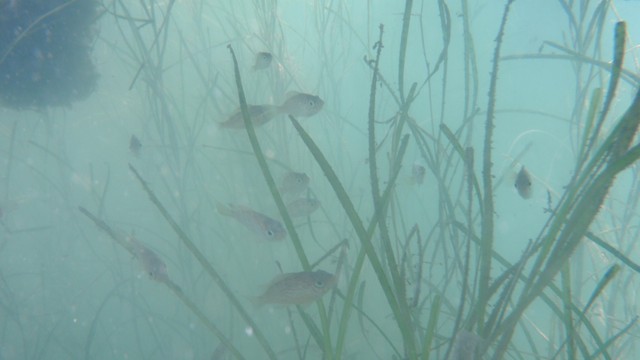 アマモに群れるメバル稚魚／提供：岡山県