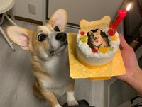 2022年10月に1歳の誕生日を迎えた銀太くん(銀太@コーギーさんTwitterより)