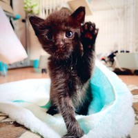 元気にゃ！（「猫野四季＊」さん提供、Xよりキャプチャ撮影）