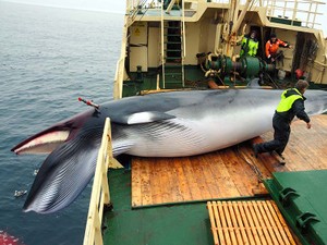 24時間続く激務、それでも　乗組員たちが語る「捕鯨船に乗る理由」