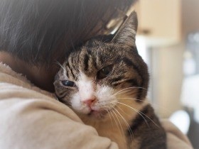 猫が運んだ、それぞれの幸せの形　『寄りそう猫』の筆者の思い