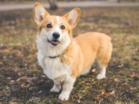 犬の皮膚に左右対称の患部、内分泌系の疾患の可能性