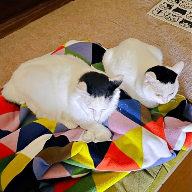 おにぎりが2つ！？ 兄猫・ぴっこくん（左）、ぺーちゃん（右）（画像提供：おにぎり猫さん）