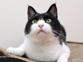 「出られないニャー」築２年のマイホームに大穴　MIX猫「ダリル」の“戸袋事件”