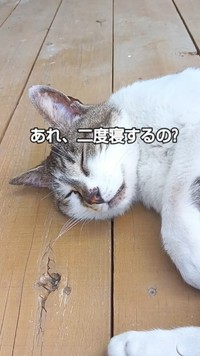 ベランダで二度寝？（「ネコ大大好き」さん提供、Instagramよりキャプチャ撮影）