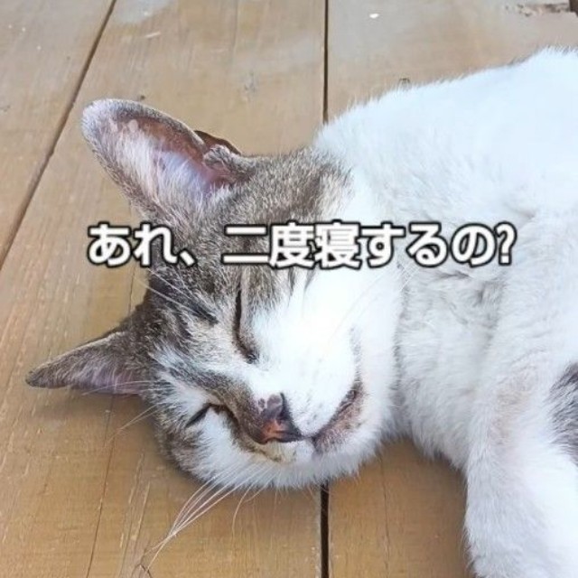ベランダで二度寝？（「ネコ大大好き」さん提供、Instagramよりキャプチャ撮影）