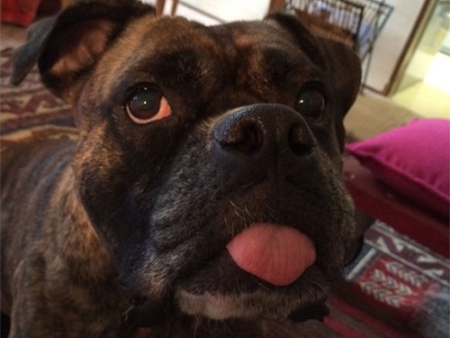 「よしだただし」改め「ダダ」　超ビビリ克服、保護活動にも協力