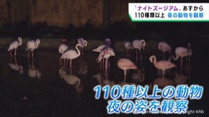 夜の動物を観察するナイトズージアム２３日から　仙台市八木山動物公園