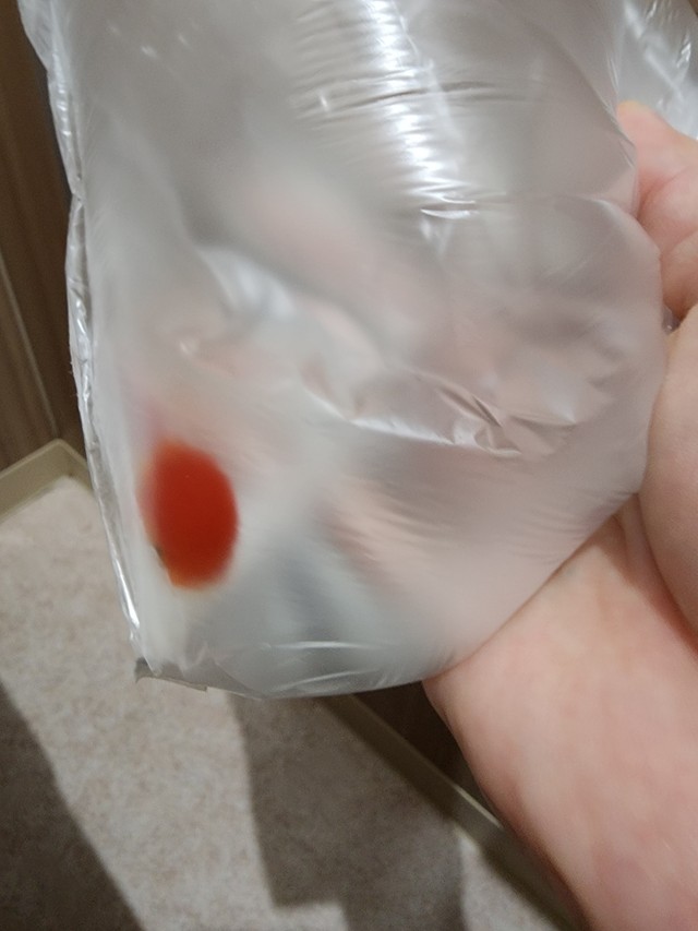 （じゃがいもいんこさん提供）