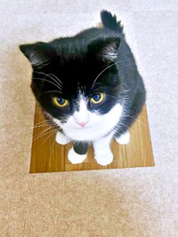 マットを撤去した部分にすっぽりおさまるたろうくん（画像提供：たろうさん）