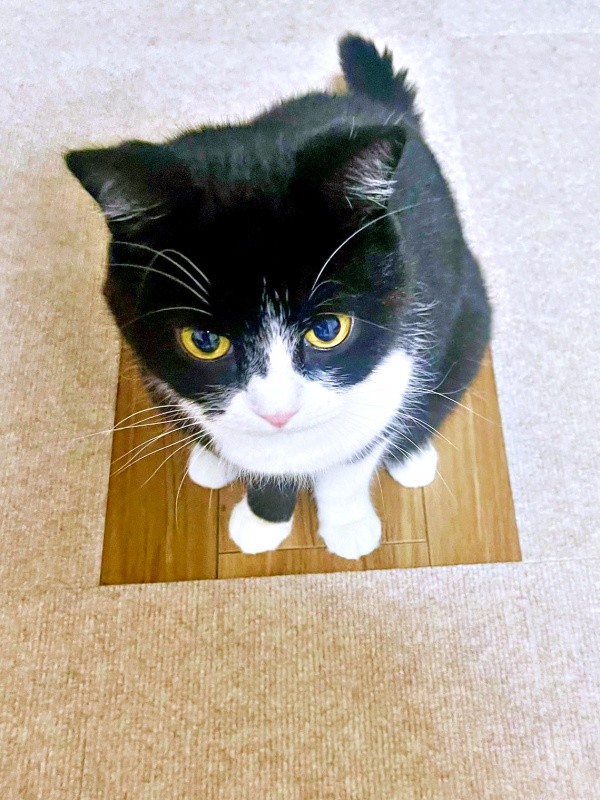 マットを撤去した部分にすっぽりおさまるたろうくん（画像提供：たろうさん）