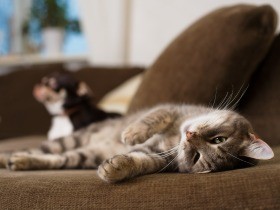 遠隔見守りとケアで留守中も安心！　始めようスマートライフ