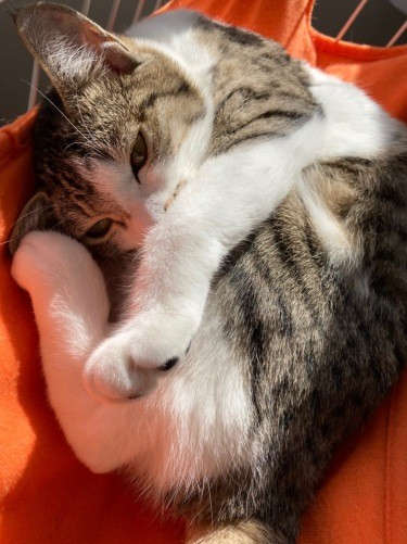 ねむねむ。なずなの就寝は夜11時ごろ、眠くなると自らケージに入ることも。けっこういたずらっこなため、寝る時や留守番時はケージで過ごすようになった（吉留さん提供）