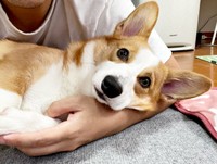 抱っこしてもらってまったりタイム中のひめちゃん（画像提供：ᴄᴏʀɢɪひめ  nametti2kdさん）