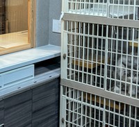 「なんで入れないのよ！」と言いたげな猫の視線が！？（「ねこ大家」さん提供、Xよりキャプチャ撮影）