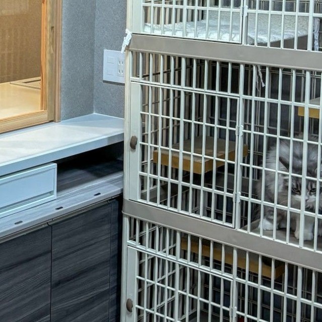 「なんで入れないのよ！」と言いたげな猫の視線が！？（「ねこ大家」さん提供、Xよりキャプチャ撮影）