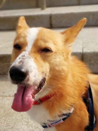 After 皮膚がむき出しだったところも毛がそろい、この表情！幸せになってね