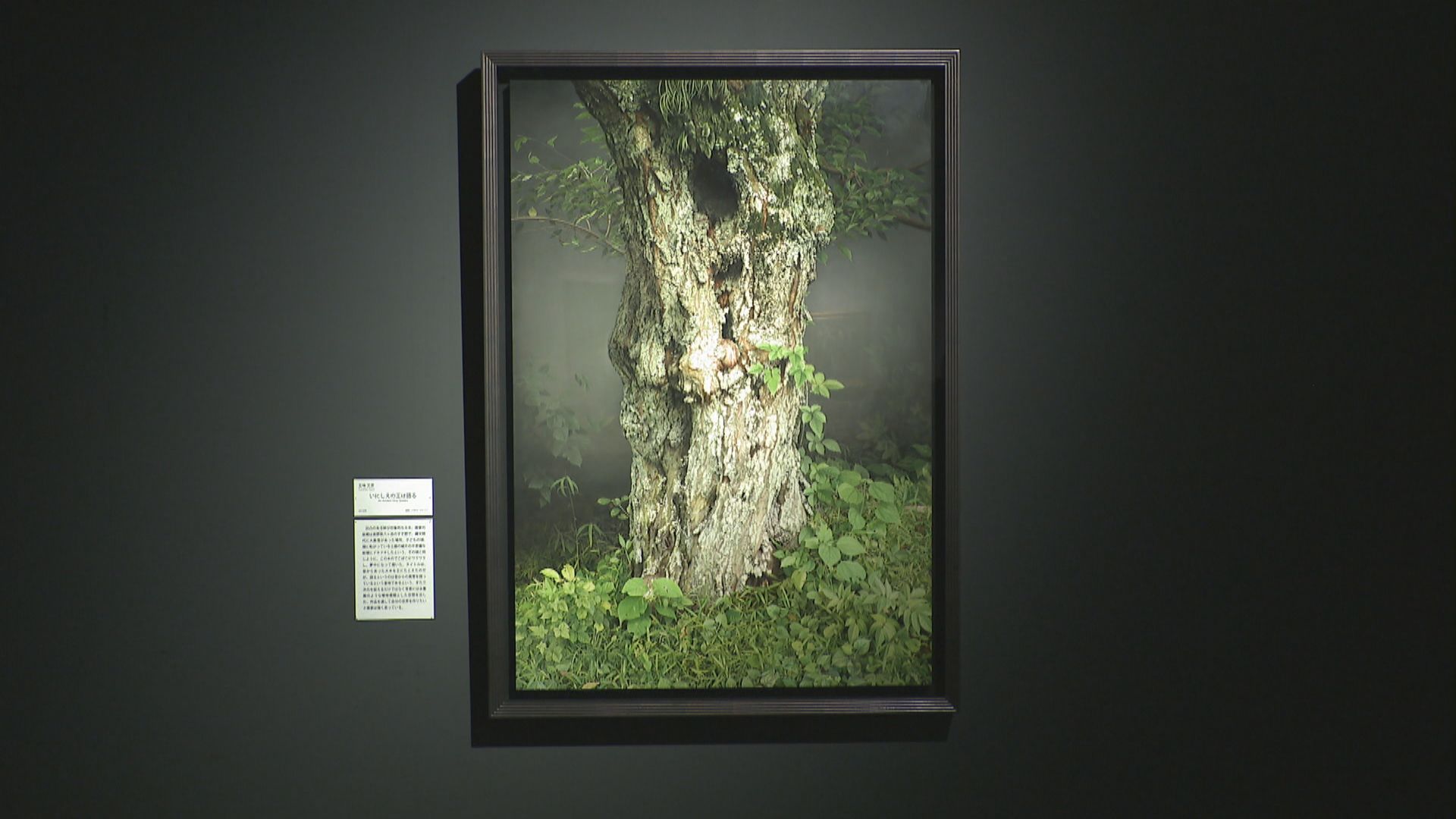写実絵画の殿堂「ホキ美術館」の所蔵品が香川に 県立ミュージアムで