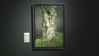 写実絵画の殿堂「ホキ美術館」の所蔵品が香川に　県立ミュージアムでコレクション展