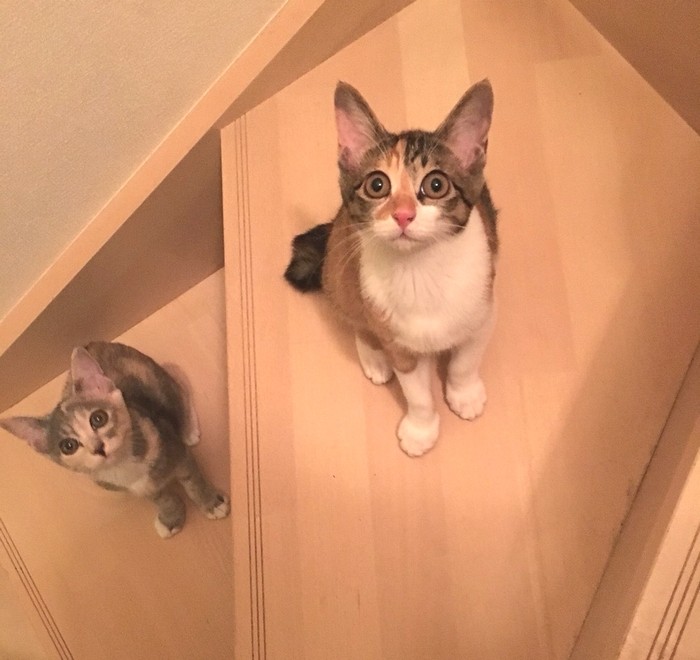 階段で遊ぶエレナ（上）とソフィ