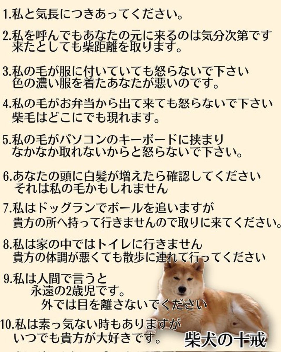 柴の十戒」とは！？「柴距離を取ります」「柴毛はどこにでも」「永遠の 