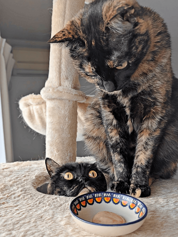 「おやつだ♡」お皿を見るよもぎちゃんの背後で、穴から顔をのぞかせるめいちゃん（画像提供：さびニャンズさん）