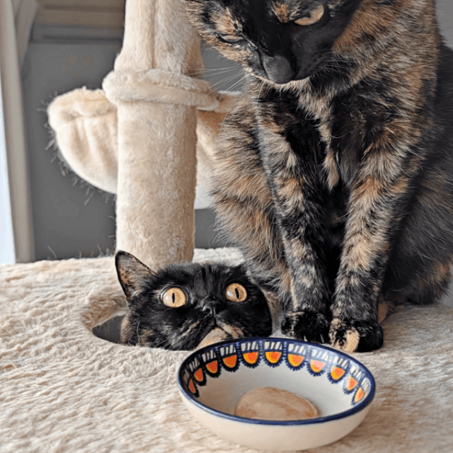 「おやつだ♡」お皿を見るよもぎちゃんの背後で、穴から顔をのぞかせるめいちゃん（画像提供：さびニャンズさん）