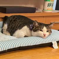 冷感マットの上でくつろぐ音ちゃん＝neko_oyabakaさん提供

