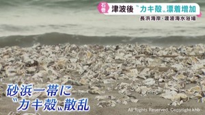 カキ殻が漂着し海開き中止の宮城・石巻市の海水浴場　カムチャツカ半島沖地震の津波後にカキ殻増加