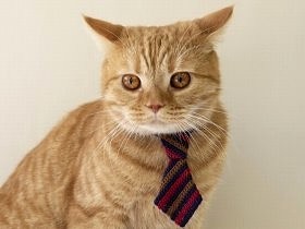 愛猫に手編みの首輪はいかが？　“猫モニター”が着け心地も確認