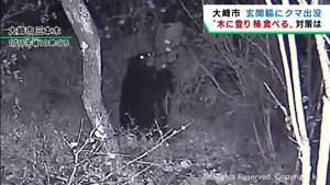 クマが柿の実を食べる様子をカメラが捉える　宮城・大崎市三本木