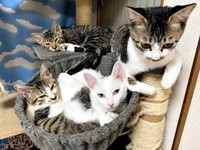 いつも一緒！ ハンモックにぎゅっと収まる猫たち（画像提供：おゆちゃんさん）