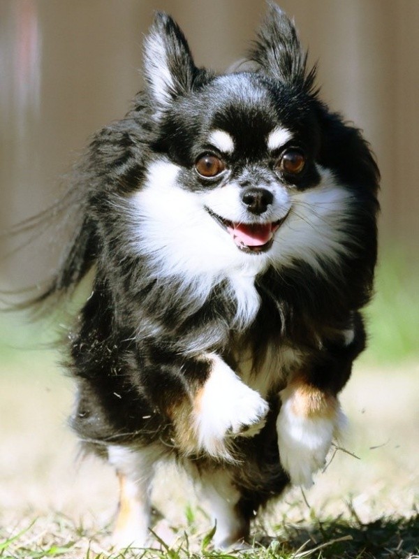 元気に走り回るみつ子ちゃん（画像提供：今日のぶんたとみつ子さん）