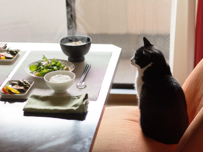 「僕のご飯のほうがうまそうだ」（小林写函撮影）