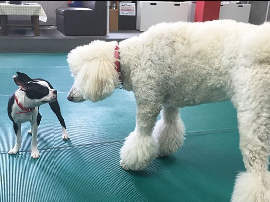 犬で人が育つ　犬同士の関係から学ぶこと