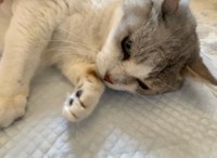 命に関わる重要な疾患があるためジルさんのお家で集中治療中のじろくん（提供：ジルさん）