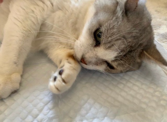 命に関わる重要な疾患があるためジルさんのお家で集中治療中のじろくん（提供：ジルさん）