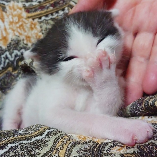 子猫時代、前足をチュパチュパするこたろうさん（画像提供：こたろうさんの子分さん）