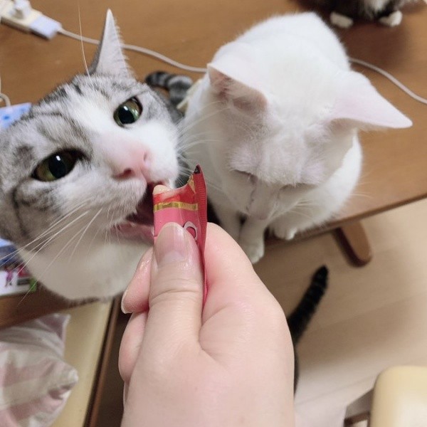 おやつを食べる（左から）センちゃん、テンちゃん（画像提供：M家猫沢山さん）