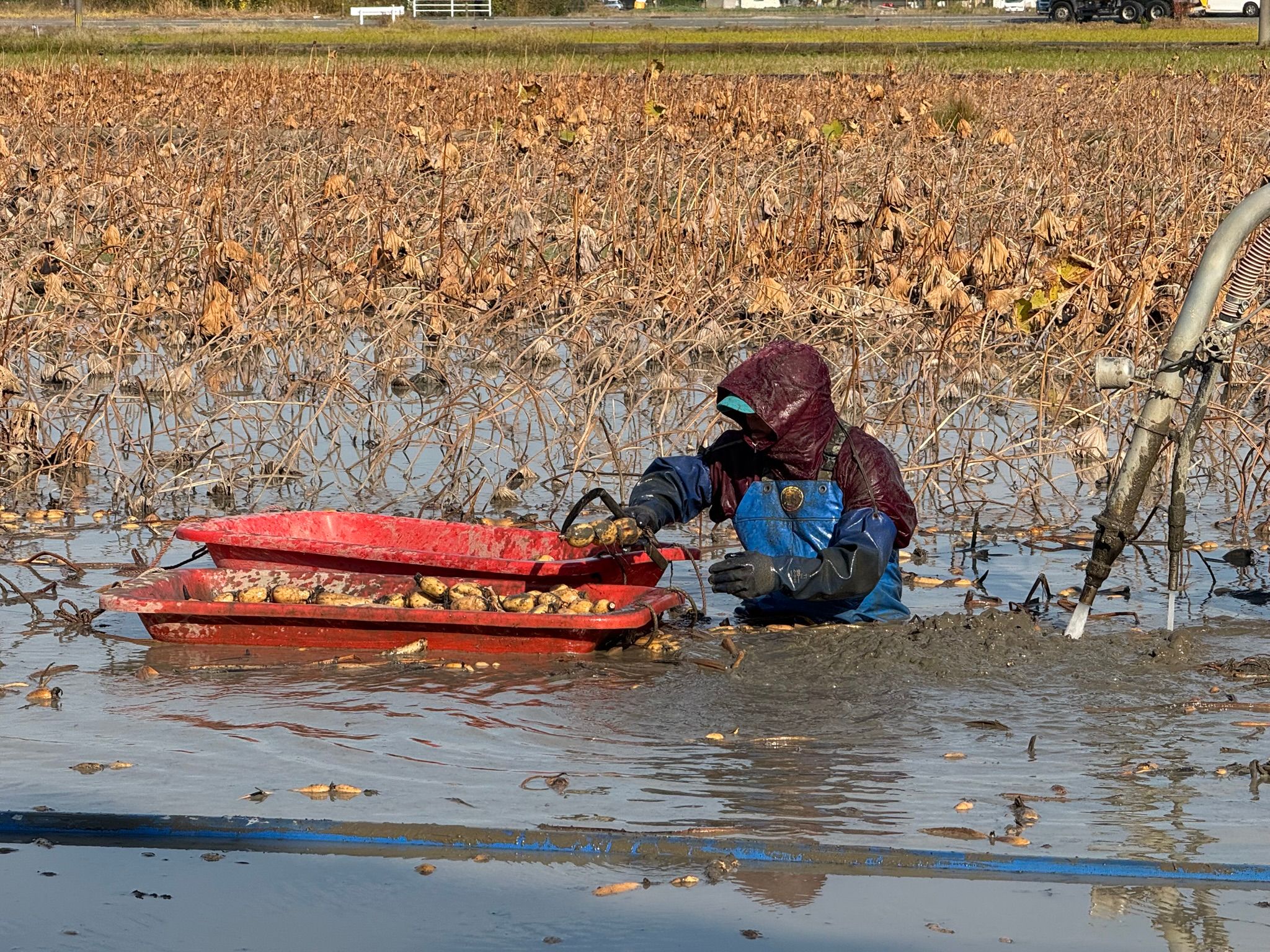 レンコンの収穫（宇城市松橋町）