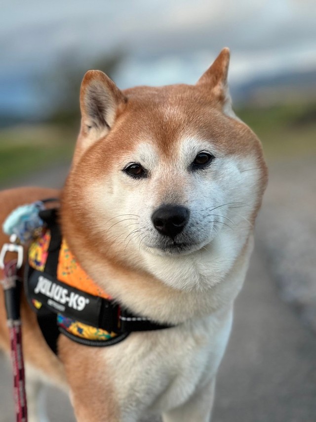 「普段は仏頂面」という七郎くんだが、カメラ（飼い主さん）を見つめる瞳からは「飼い主さんへの愛と信頼」が溢れてます…（画像提供：スナナさん）